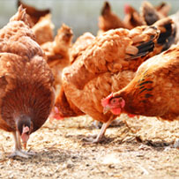You Feed The Chickens